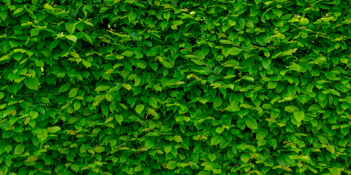 Enzo's Bistro and Bar greenery wall